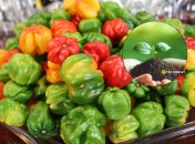 Болгарский перец