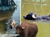 Колаж "Телеграфу"