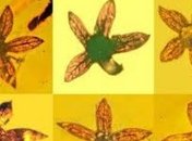 Ученые нашли цветок в частях янтаря, которому 100 млн лет