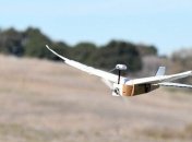 Это не птичка: создан дрон, имитирующий голубя