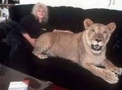 Забавные и экзотические домашние питомцы и их бесстрашные хозяева
