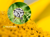 Какое существо впервые увидели в Тернопольской области