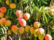 Врачи назвали лучший фрукт, который поможет при плохом пищеварении