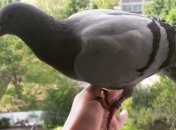 "Братья наши меньшие": ЦРУ рассекретила данные о животных-шпионах