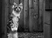 Яким знакам Зодіаку не пощастить восени 2022 року