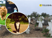 Могила кота в Одесі здивувала мережу