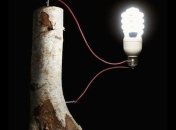 Батарейки из дерева - шаг в будущее