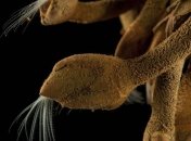 Ученые обнаружили шесть новых видов морских животных 