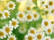 Какие целебные травы помогают при похудении