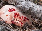 Странные растения, которые как будто попали к нам из другой Вселенной