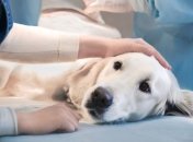 В Киеве ветклиника угодила в скандал из-за ошибочной стерилизации собаки клиента