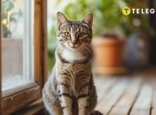 Якшо кіт прийшов до вашог будинку - не проганяйте його, адже він приніс щастя (зображення створено за допомогою ШІ)