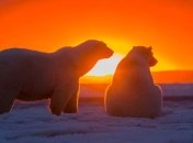 Волшебный закат на Аляске и белые ведмеди