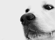 Слепой пес сам нашел хозяина