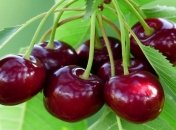 Вишневое варенье из роз