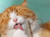 Чому кішки так холодні з господарями