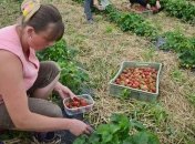 В Польше заработал проект по бесплатному трудоустройству украинцев