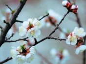 Погода в Украине 11 апреля: тепло, на западе и юге ожидаются грозы