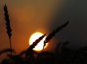 Закарпатье уничтожает жара: пересыхают колодцы, и горят поля