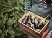 Чтобы получить хороший урожай, овощи нужно правильно удобрять