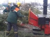 В Киеве на утилизацию поступило 10 тысяч новогодних елок