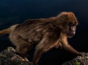 Конкурс фотографии "Лучший фотограф дикой природы": нереальные снимки (Фото) 