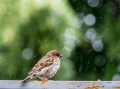 У перший день весни синоптики прогнозують від 9° морозу до 11° тепла