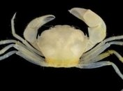 Новый вид краба назван в честь Северуса Снейпа