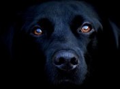 Почему стоит заводить собак?