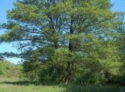 2 мужчины спилили 86 деревьев ольхи