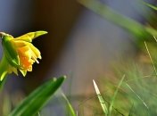 Феофанов день: приметы и обряды 25 марта