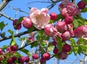 Погода в Украине 23 апреля: на западе - мелкий дождь