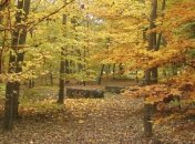 Погода в Украине на сегодня: в стране незначительно похолодает