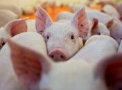 Маленькие поросята