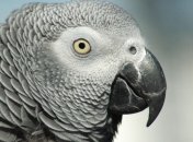 Со словам "за здоровье" в Англии умер самый старый попугай