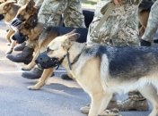 В параде на День независимости Украины примут участие четырехлапые бойцы (фото)