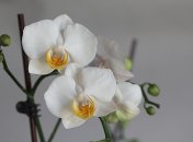 Приготовить удобрение из чеснока очень просто