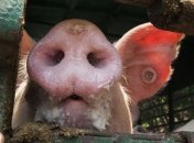 Африканская чума свиней зафиксирована еще в двух областях