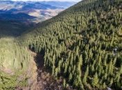 В Украине ужесточили ответственность за незаконную вырубку леса 