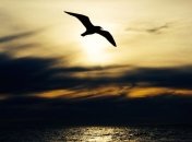 Одно из крупнейших вымираний в истории человечества: морские птицы массово гибнут от голода