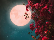 Повню назвали полуничною на честь дозрівання першої літньої полуниці