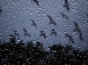 Погода на сегодня: на западе и севере страны пройдут грозовые дожди