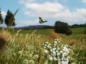 Яке сьогодні свято — День святих Костянтина та Олени