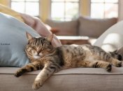 Склонность к лени иногда определяется гороскопом