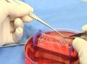 Ученые объяснили происхождение сложных форм жизни