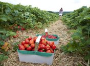 Полуниця – популярна культура у дачників