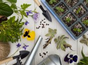 Даже многолетние цветы можно ырастить из рассады