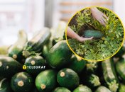 Чем удобрять кабачки в сентябре