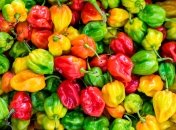 Кусты перца будут гнуться от урожая: проверенные годами народные удобрения