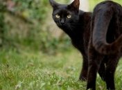 Кота Бегемота вернули в "Булгаковский дом" после похищения